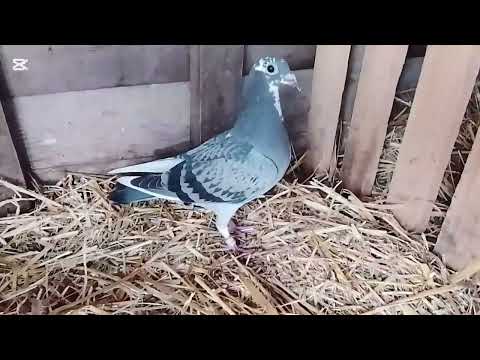 Porumbei voiajori ♥️🕊️🕊️