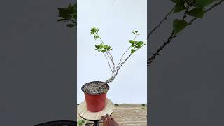 Shaping the Basic Framework of a Bougainvillea 🌳