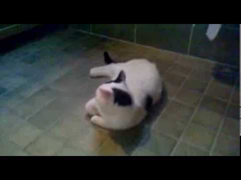 vantun vakoilut #2 vessa