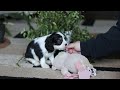 Cavalier King Charles Spaniel dogs for sale: Teddy - Video 1