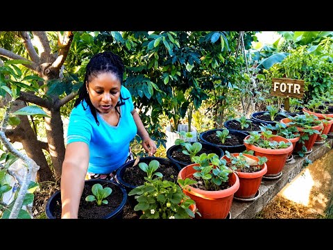 Maximize Your Container Garden: Year-Round Food Production Tips