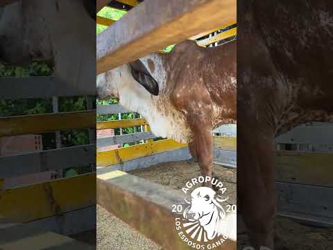 DESPACAHANDO PARA PLANADAS TOLIMA UN GYR Y GIROLANDO  3114115438#ganaderoscolombia #fypyoutube