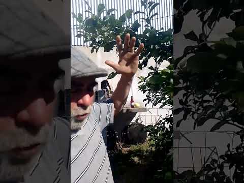 cosecha de limones jigantes en segui entre rios