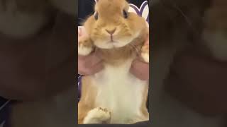 Download lagu DJ Rabbit  | #ytshortsvideo | video 58 | #whiterabbits mp3 Download lagu DJ Rabbit  | #ytshortsvideo | video 58 | #whiterabbits mp3