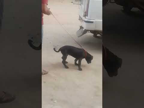 my first dog 🐶 pit bull #viral #youtubeshorts #youtube