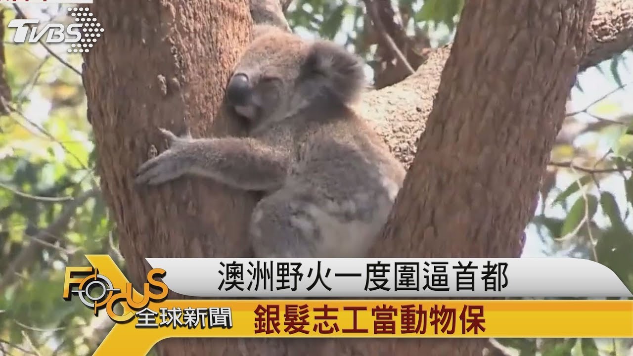 澳洲野火一度圍逼首都　銀髮志工當動物保母