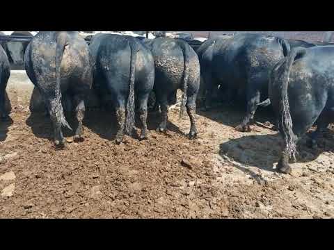 Chulda de becerros angus negro