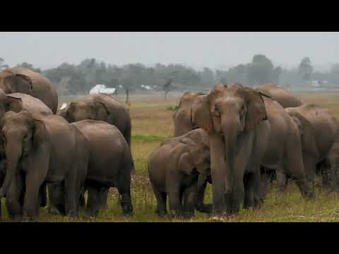 Elephant Herd movement at Indo-Nepal Border, Mechi river bed