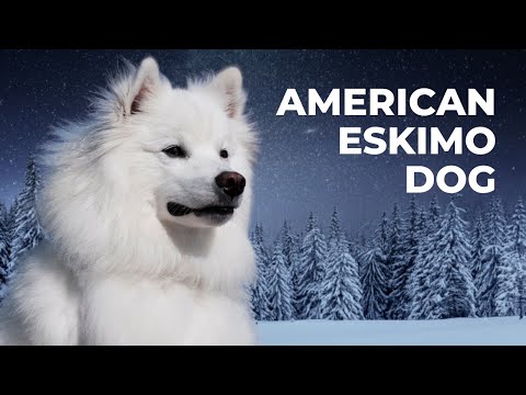 Top 7 American Eskimo Dog Facts (and Price!)