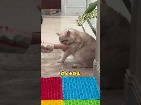 怎么会这样？她俩最后的反应真的震惊到我了！#人类幼崽 #cat #猫 #catandbaby #shorts 【十八的萌喵日记】