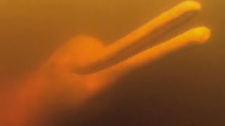 Boto - Amazon Pink River Dolphins