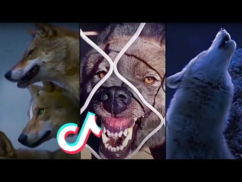 Badass Wolves and Dogs Compilation!