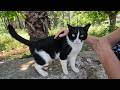 Tuxie The Cat Wants Us Both To Pet Her