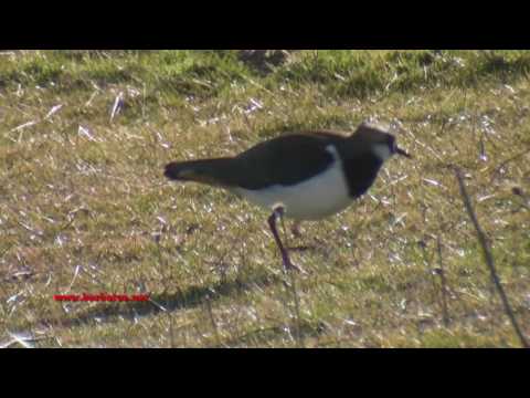 Avefría ( Vanellus vanellus ) Lapwing