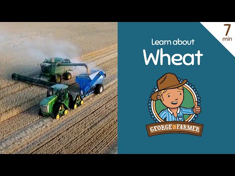 Learn about wheat with George the Farmer
