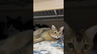 自分だけカメラに映ろうとする猫 #shorts