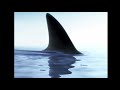 Jimmy Buffett- Fins- (lyrics)