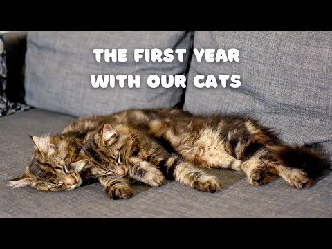 The first year with our cats | Roy and Moss | Norwegian Forest Cat