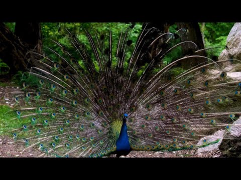मोर नृत्य Indian Blue Peacock Dance in All its Glory - मोर - الطاووس ময়ূর নৃত্য ভারতীয় নীল ময়ূর