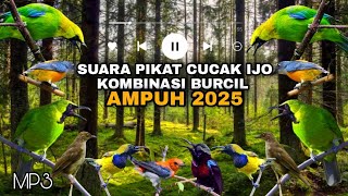 Download lagu SUARA PIKAT BURUNG CUCAK IJO DAN KOMBINASI BURUNG KECIL🐦‼️#suarapikatburcil #suarapikatburung mp3