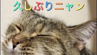 久々のゆめちゃん動画🐈