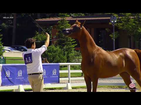 N.13 RK JAMILAH SHAZIN - Milan 2020 Arabian Horse Show - Fillies 2 Years Old (Class 2)