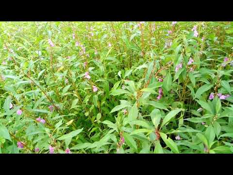 download lagu mp3 mp4 Terda Flower, download lagu Terda Flower gratis, unduh video klip Terda Flower