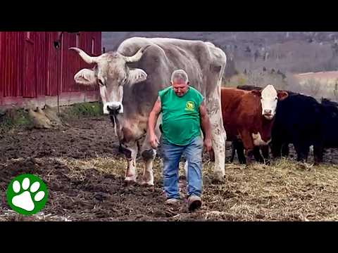 The biggest ox you’ll ever see is a true gentle giant