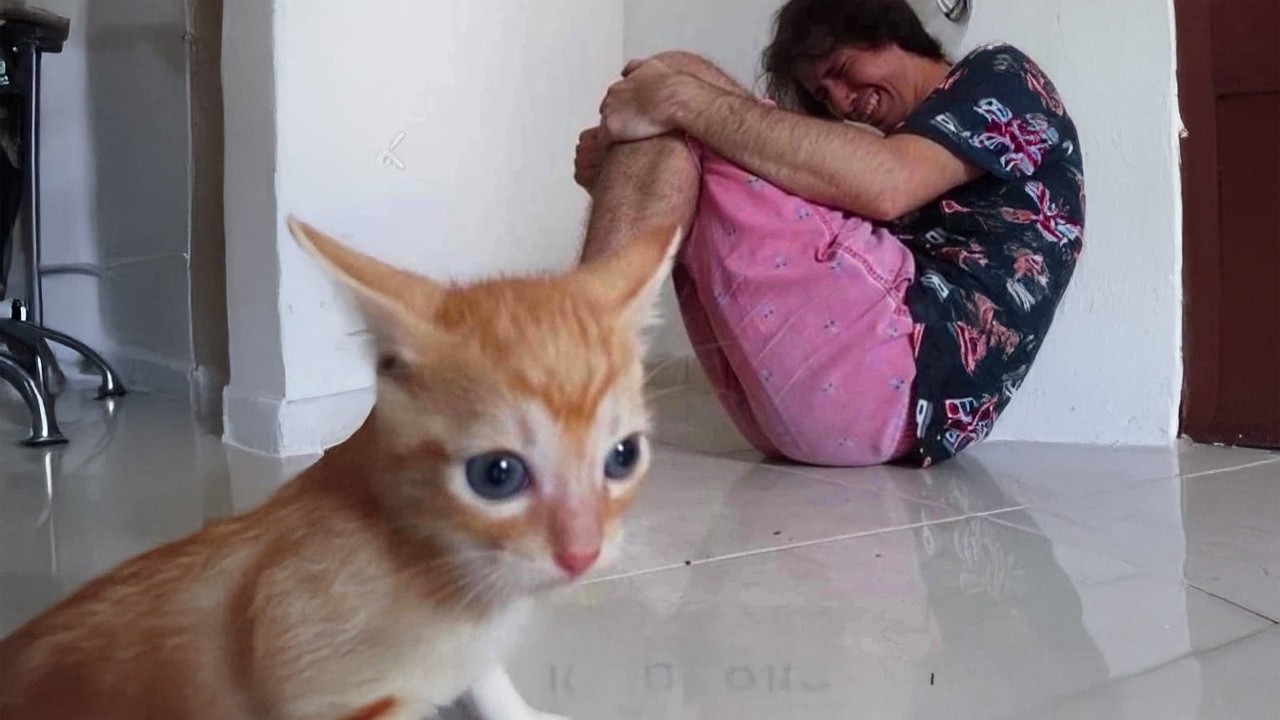 ¡Gato Estrella! Video Viral Roba Corazones en Internet