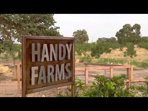 Handy Farms Organic Red Walnut Farm is growing in California