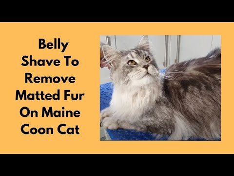 Maine Coon Cat | Belly Shave To Remove Matted Fur