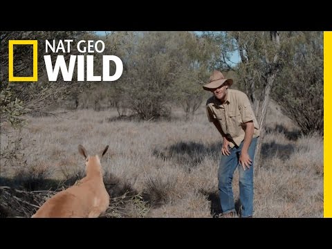 Rowdy Roger Roundup | Kangaroo Dundee