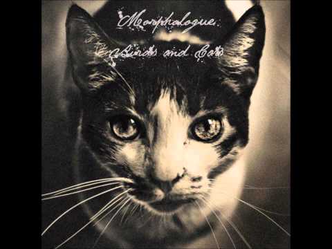 Birds and Cats - Morphologue