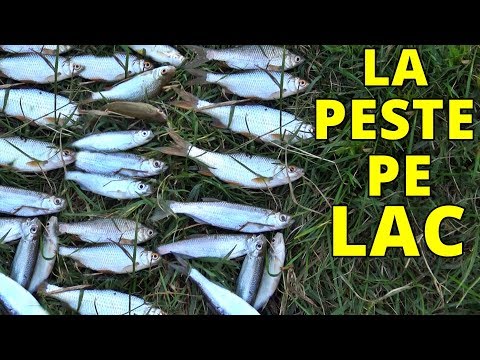 LA PESCIUT DE SOMOTEL,ROSIOARA SI OBLETE PE LAC VLOG LA PESCUIT