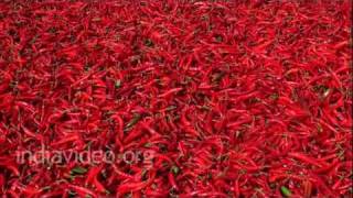 Drying Red Chilli, Nandikonda