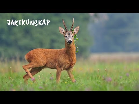 Bockjakt & Rådjursförvaltning | Jaktkunskap del 13
