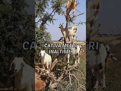 Caprele din copacul de argan