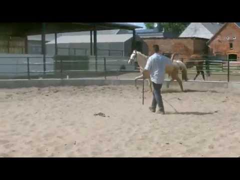 Altmarkhofs Qaside MD v. Quasi Gold MD, *2013