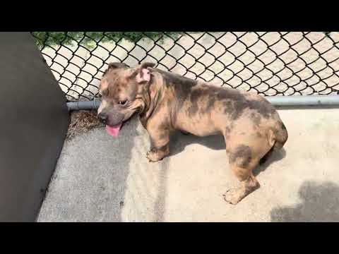Rivet, adoptable American Pit Bull Terrier / Bull Terrier at Chicago Animal Care and Control