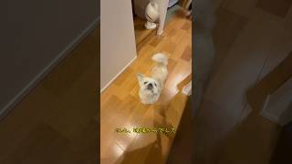 チビとパパのコミュニケーション🐶 #犬のいる暮らし #犬 #コミュニケーション #youtube #チャンネル登録お願いします #ミックス犬