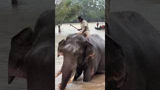 #Kanjan bheema #mysoreplace #bheema #arjuna #dubareelephantcamp #india #karnataka #mysore #elephant