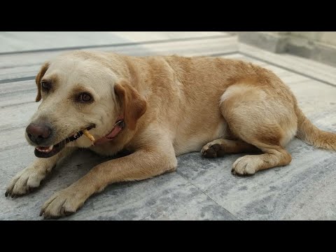 Dog training👈🦴