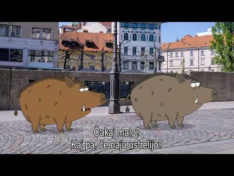 KAJ DOGAJA - ČIV ČAV - DIVJI SVINJI