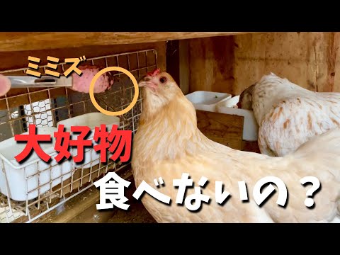 産卵鶏に最適な餌は何ですか?きっとあなたが思っているような人ではありません  庭園