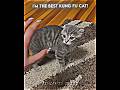 Best Kung Fu Cat Moment Trollface Edit Troll