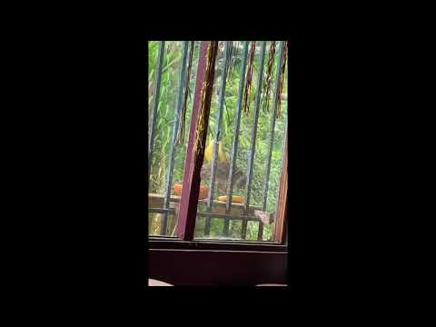 Fat Cat by Karima Hoisan