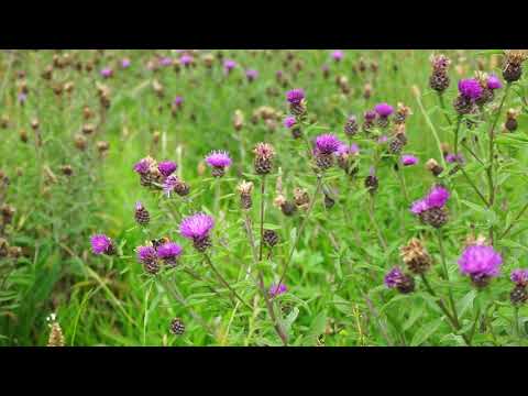 HS2 and wildlife volunteers partner up to find new home for wild orchids