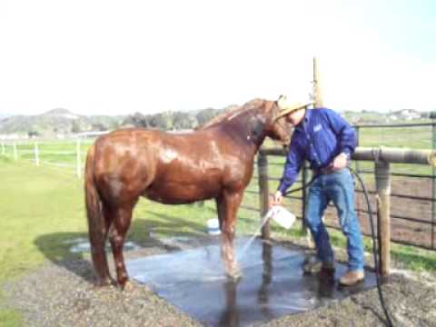 YouTube video about: How to get rid of dandruff in horses?