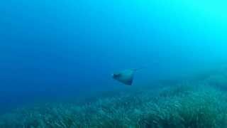 preview picture of video 'Cyclops Cave Dive Site Stingray Protaras Cyprus'