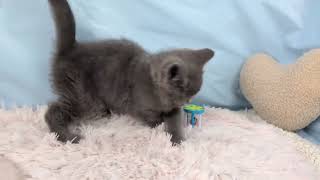 ブリティッシュショートヘアの動画01